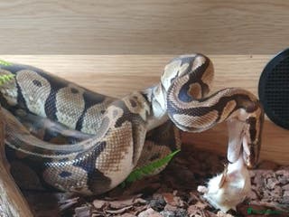 Snake reptiles Royal python snake - Advert 7