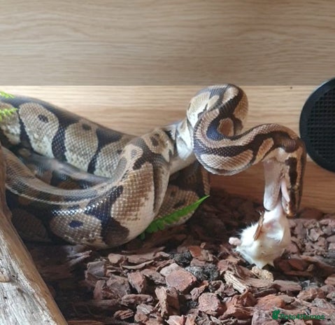 Snake reptiles - Advert 1