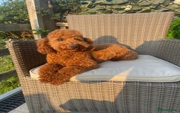 Toy Poodle dogs for stud: STUD TEDDY COCH BAILEY RED FOX ( KC REG 5TH GEN) in Stourbridge - Image 1