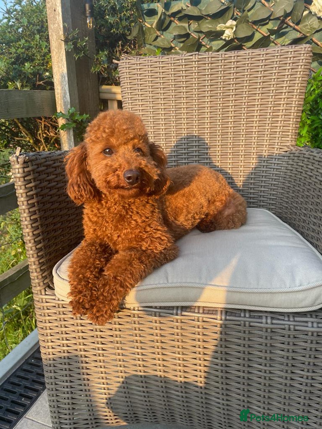 Toy Poodle dogs for stud: STUD TEDDY COCH BAILEY RED FOX ( KC REG 5TH GEN) in Stourbridge - Image 1