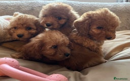 Cockapoo dogs for sale: F1 cockapoo puppies- Health test clear  - Image 6