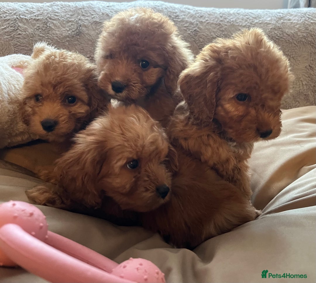 Cockapoo dogs for sale: F1 cockapoo puppies- Health test clear  - Image 6