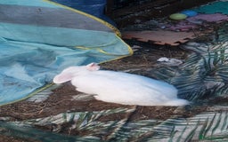 Mixed Breed rabbits for sale: Lucky  - Image 2