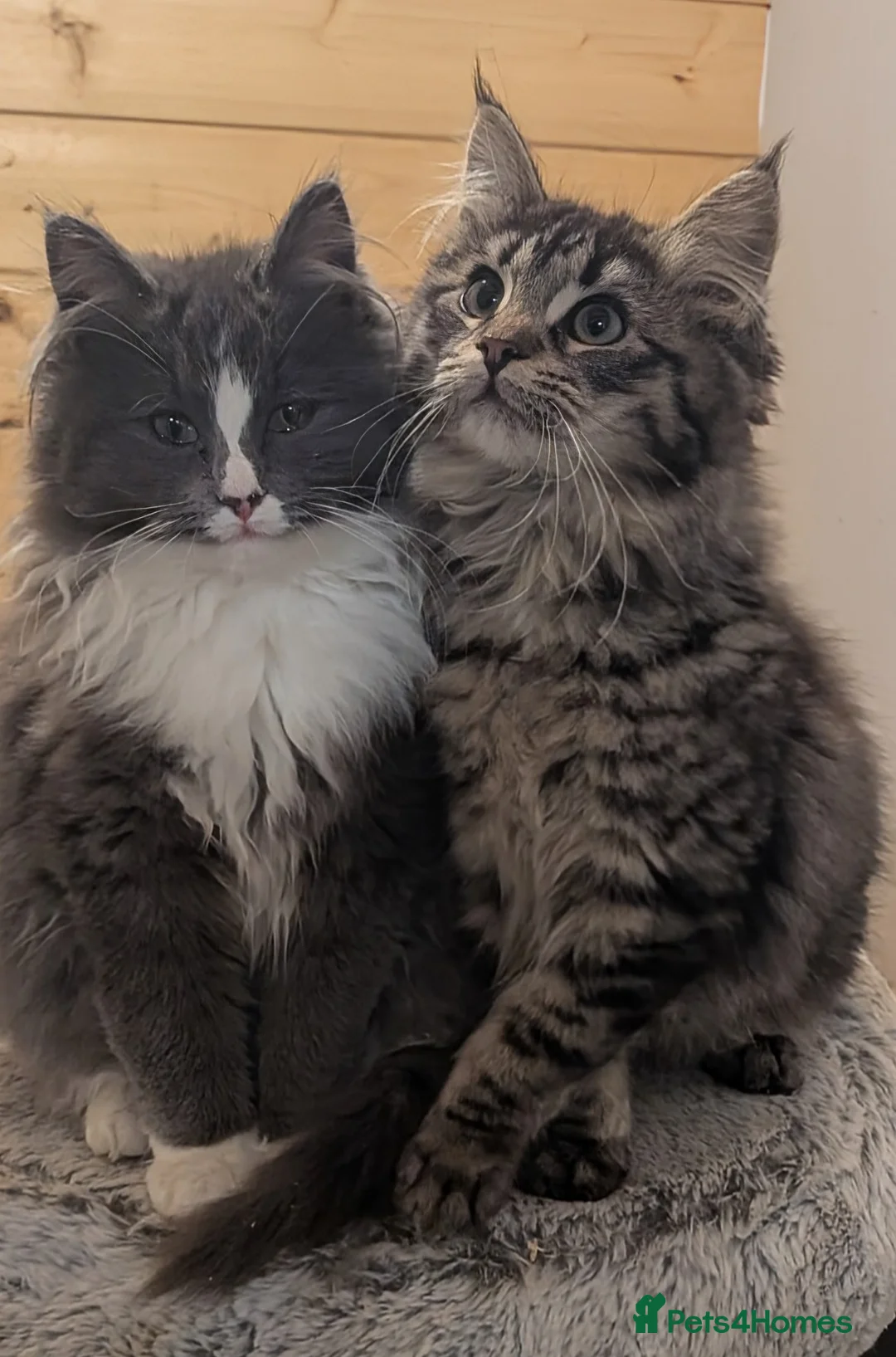 Maine Coon cats for sale: Maine Coon pedigree kittens  - Advert 1