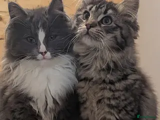 Maine Coon cats Maine Coon pedigree kittens - Advert 2