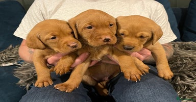 Labrador Retriever dogs - Advert 3