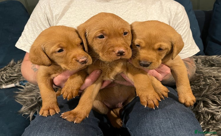 Labrador Retriever dogs - Advert 3