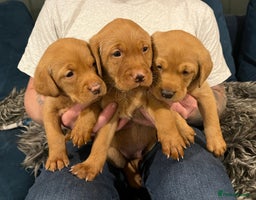 Labrador Retriever dogs - Advert 3