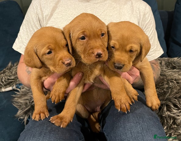 Labrador Retriever dogs - Advert 1