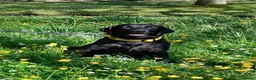 Labrador Retriever dogs for sale: Beautiful KC Registered Labrador Retreivers  - Advert 2