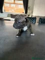 Staffordshire Bull Terrier 4 raisin
