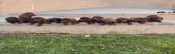 Labrador Retriever dogs for sale: ⭐️ READY NOW KC Chocolate Lab Puppies ⭐️ - Advert 12
