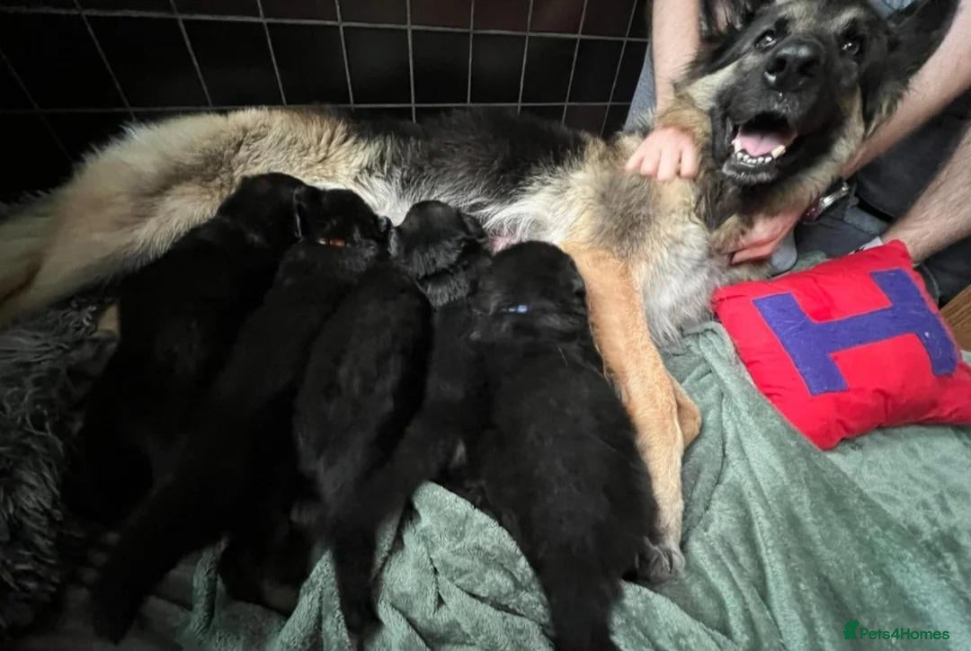 German Shepherd dogs for sale: Intelligent German Shepherd Puppies for Sale - Advert 10