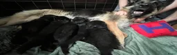 German Shepherd dogs for sale: Intelligent German Shepherd Puppies for Sale - Advert 1