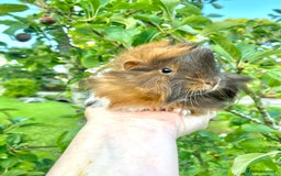 Guinea Pig rodents for sale: Long haired Guinea Pigs For Sale - Image 25