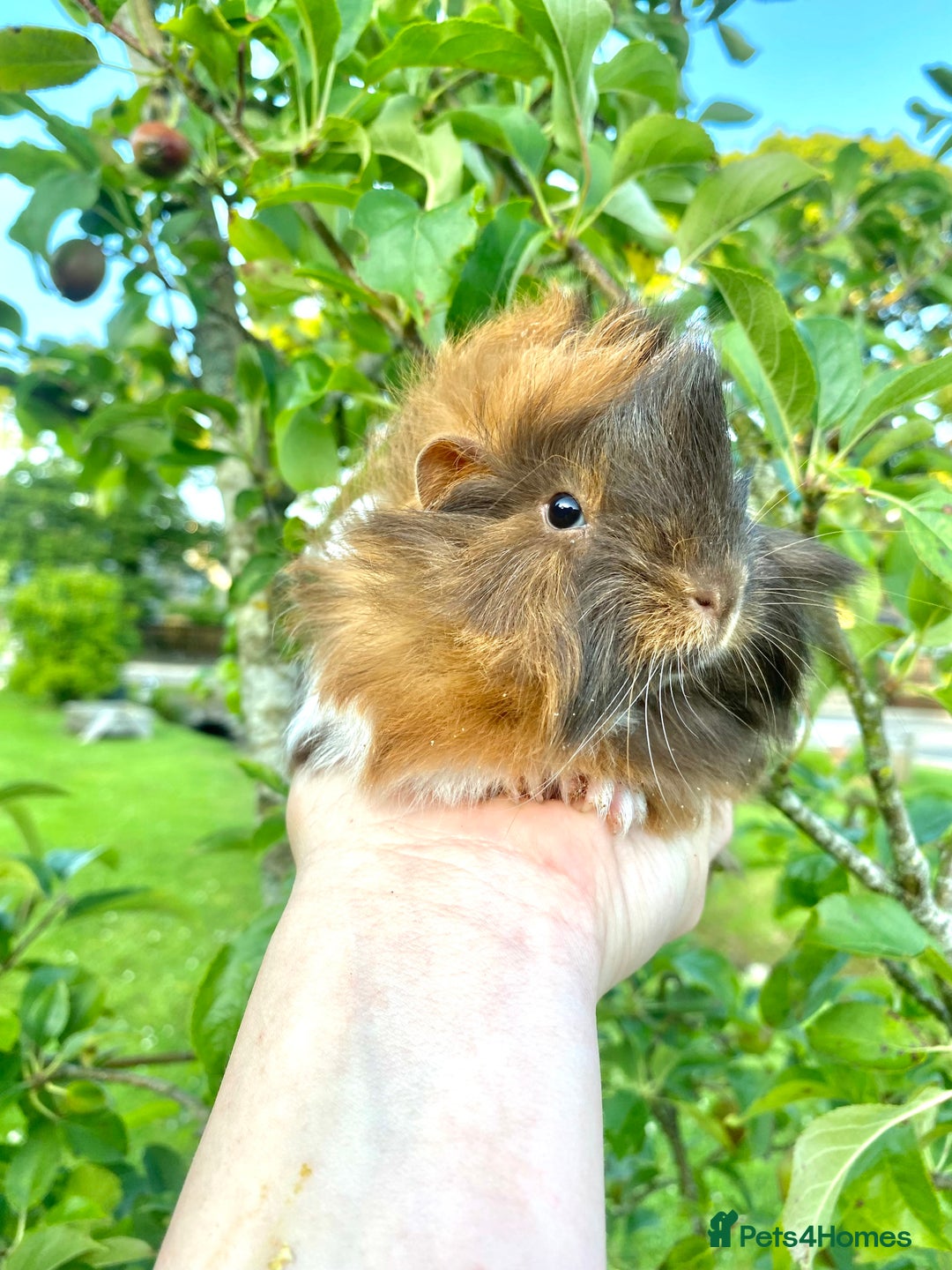 Guinea Pig rodents for sale: Long haired Guinea Pigs For Sale - Image 25