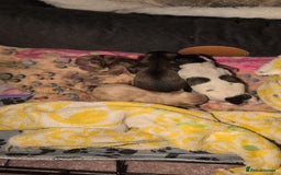 Cavapoo dogs for sale: Gorgeous cavapoo puppies  - Image 2