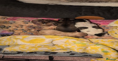 Cavapoo dogs - Advert 9