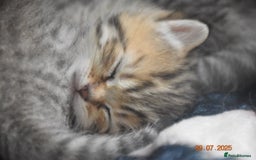 British Shorthair cats for sale: GCCF BSH Chinchilla Rare, Beautiful Kittens - Image 30
