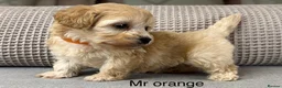 Maltipoo dogs for sale: BEAUTIFUL MALTIPOOS FROM DNA TESTED CLEAR PARENTS  - Advert 18