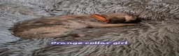 Whippet dogs for sale: Beautiful whippet puppies looking for new home in Swindon - Advert 9