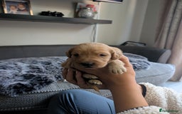 Labradoodle dogs for sale: F1 Labradoodle puppies  - Image 19