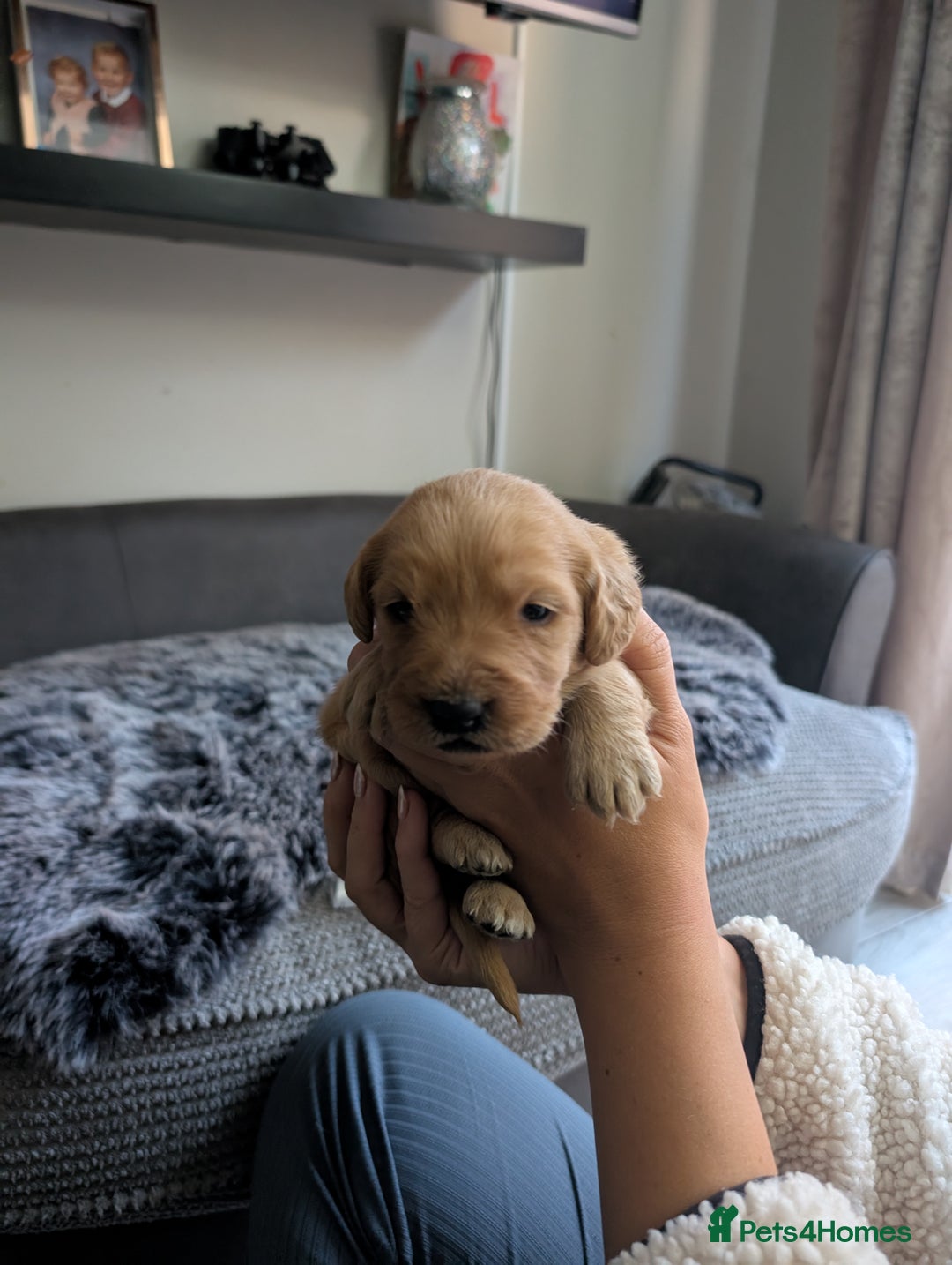 Labradoodle dogs for sale: F1 Labradoodle puppies  - Image 19