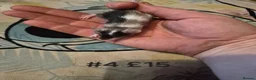 Mouse rodents for sale: 6 Cute Male Baby Fancy Mice - Advert 4