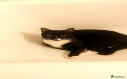 Domestic Shorthair cats for sale: Male Cat for sale - Image 3