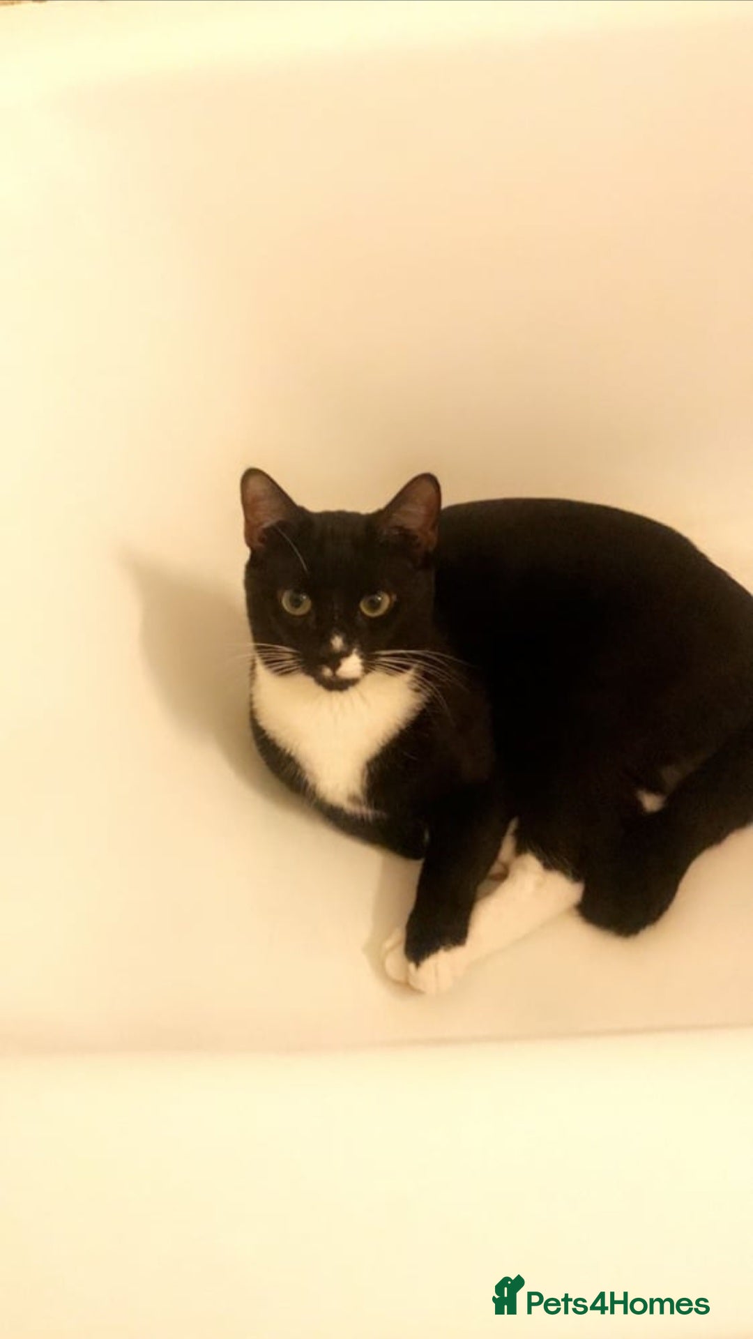 Domestic Shorthair cats for sale: Male Cat for sale - Image 3
