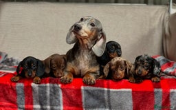 Miniature Dachshund dogs for sale: STUNNING DACHSUND PUPPIES  - Image 16