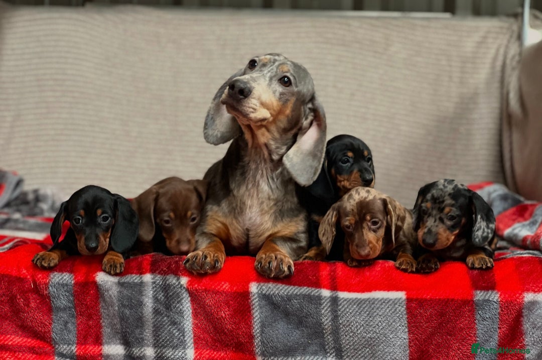 Miniature Dachshund dogs for sale: STUNNING DACHSUND PUPPIES  - Image 16
