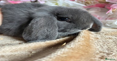 Mini Lop rabbits - Advert 6