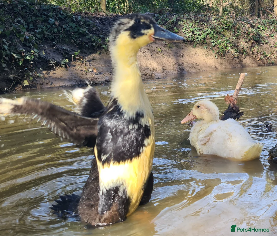 Ducks poultry for sale: Ducks for rehoming - Advert 2