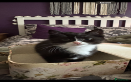 Domestic Shorthair cats for sale: One short haired female kitten in Reading - Image 4