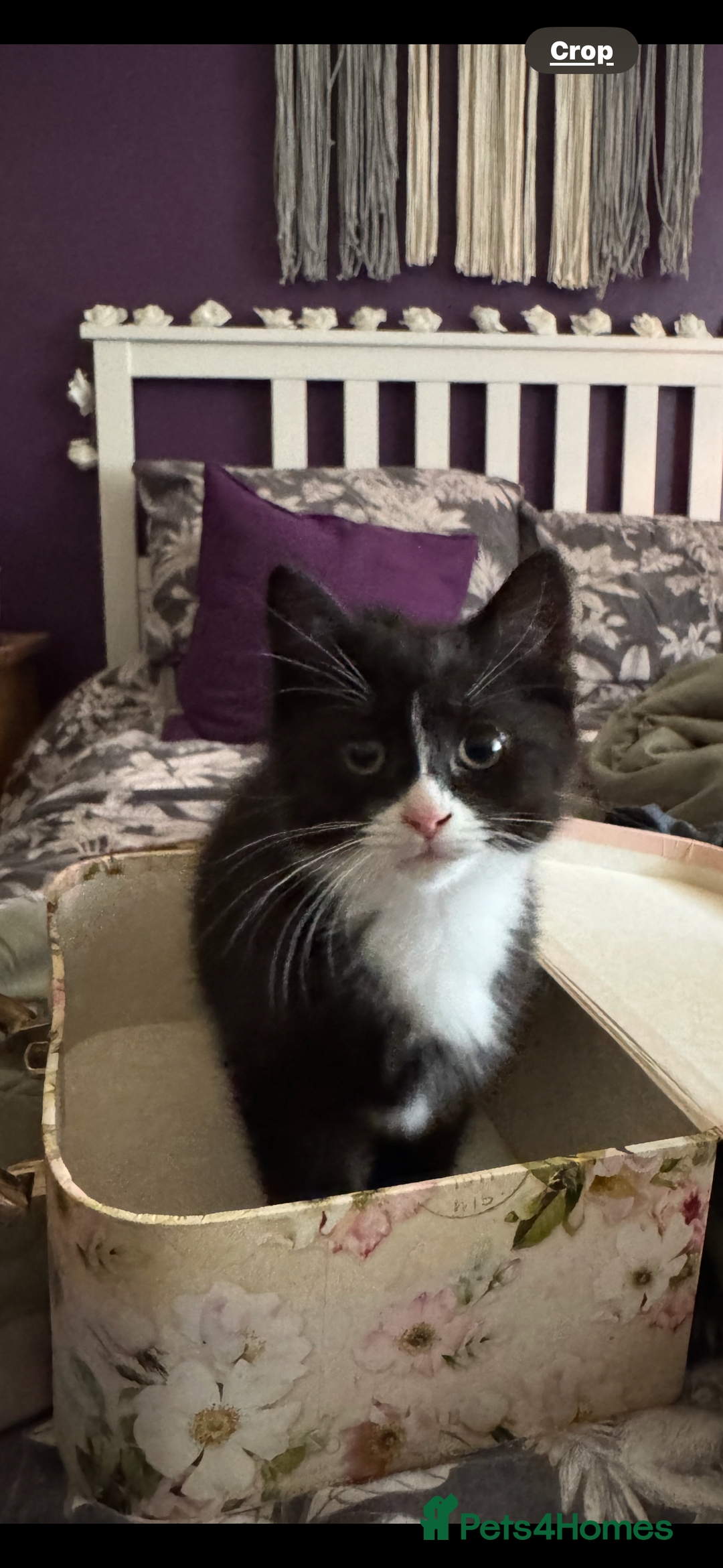 Domestic Shorthair cats for sale: One short haired female kitten in Reading - Image 4