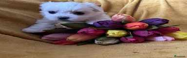 Maltese Puppy 2