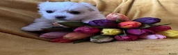 Maltese dogs for sale: Maltese puppies 1/2 Korean KC registered  - Advert 5