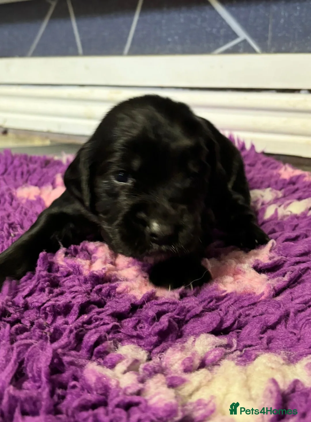 Sprocker dogs for sale: Adorable sprocker pups - Advert 4