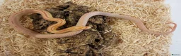 Corn Snake reptiles for sale: Beautiful, Captive-Bred Corn Snakes – DJL Exotics - Advert 1