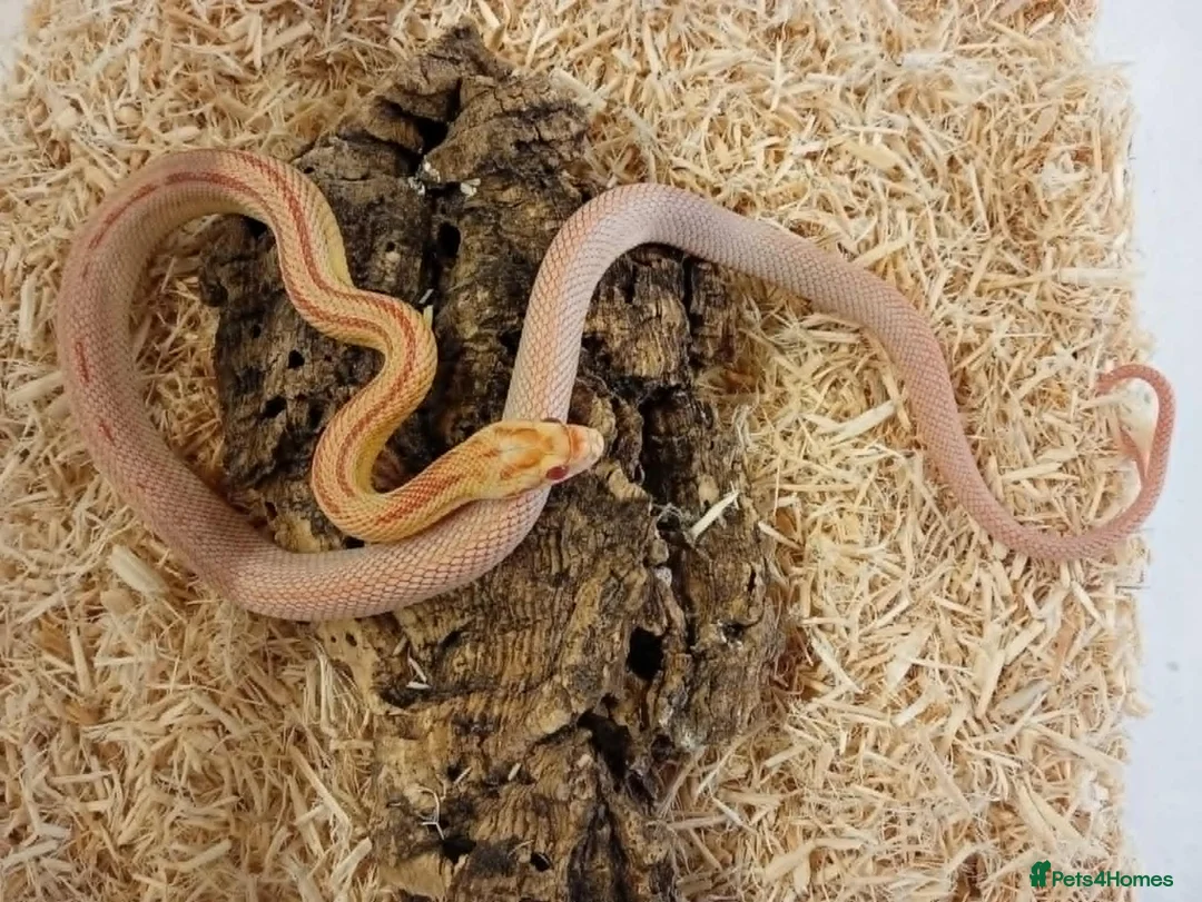 Corn Snake reptiles for sale: Beautiful, Captive-Bred Corn Snakes – DJL Exotics - Advert 1