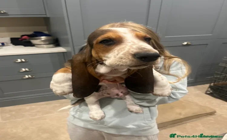 Basset Hound dogs - Advert 1