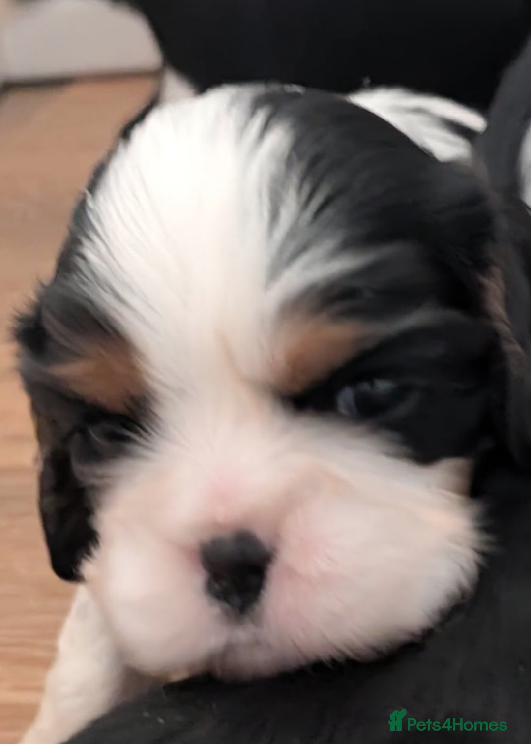 Cavalier King Charles Spaniel dogs for sale: KC Health Tested Cavalier King Charles Puppy  - Image 11