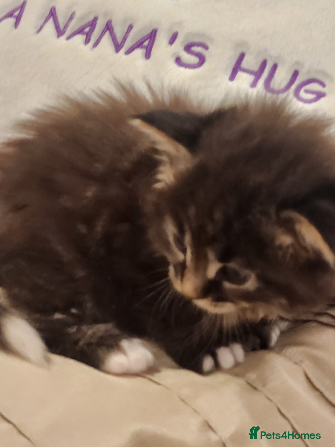 Maine Coon cats for sale:  Ready Now! Maine coon Kittens  - Advert 32