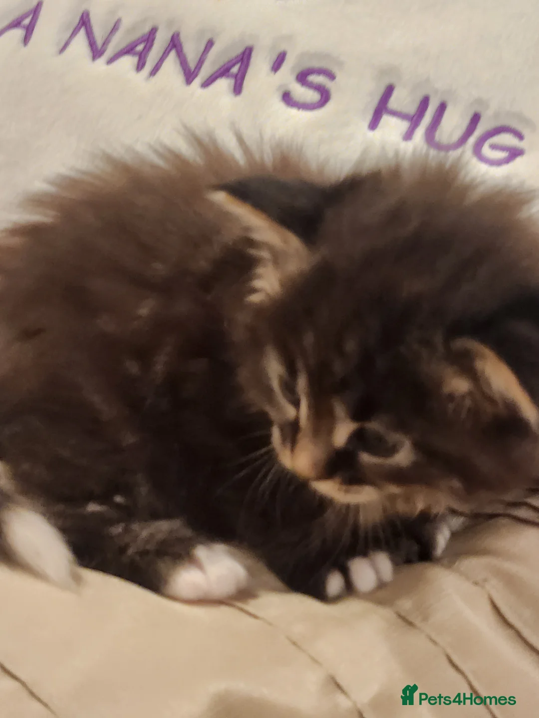 Maine Coon cats for sale:  Ready Now! Maine coon Kittens  - Advert 32