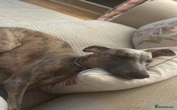 Whippet dogs for sale: KC Registered Whippet Puppies - Image 20