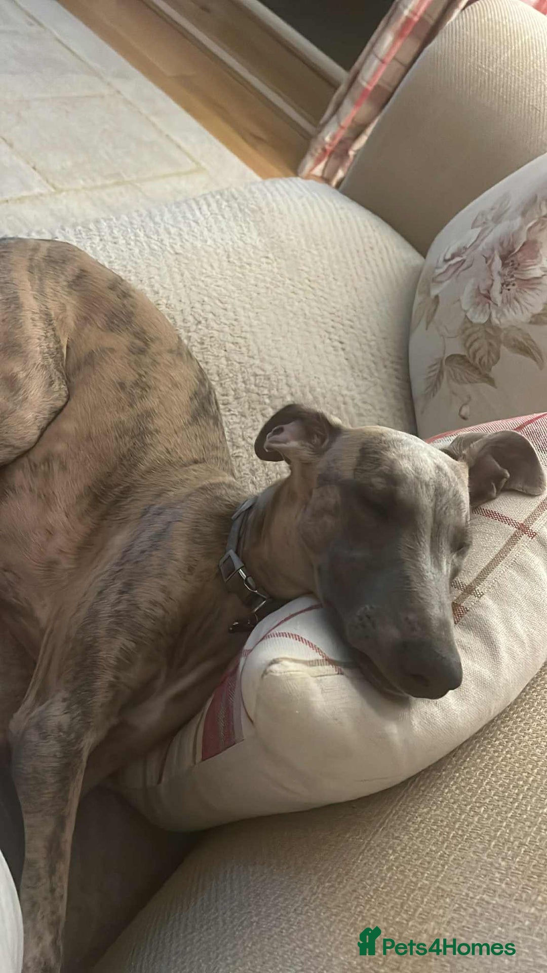 Whippet dogs for sale: KC Registered Whippet Puppies - Image 20