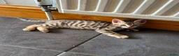 Mixed Breed cats for sale: READY FOR LOVING HOME - Advert 15