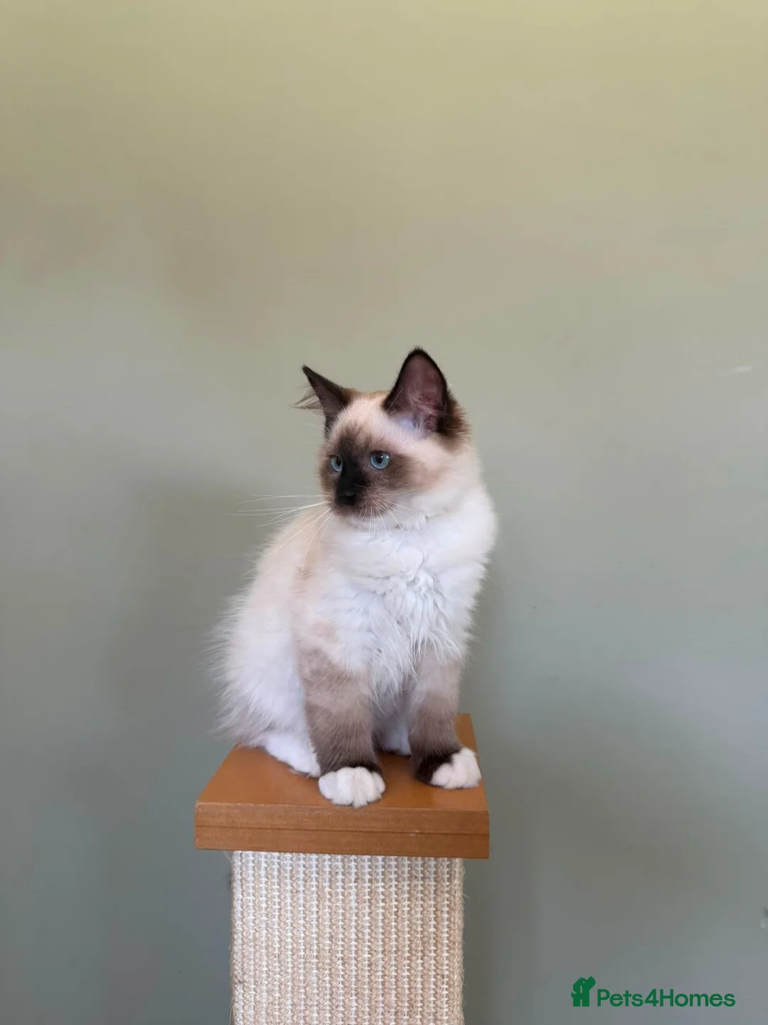 Ragdoll cats for sale: Beautiful Ragdoll Kittens - Advert 2