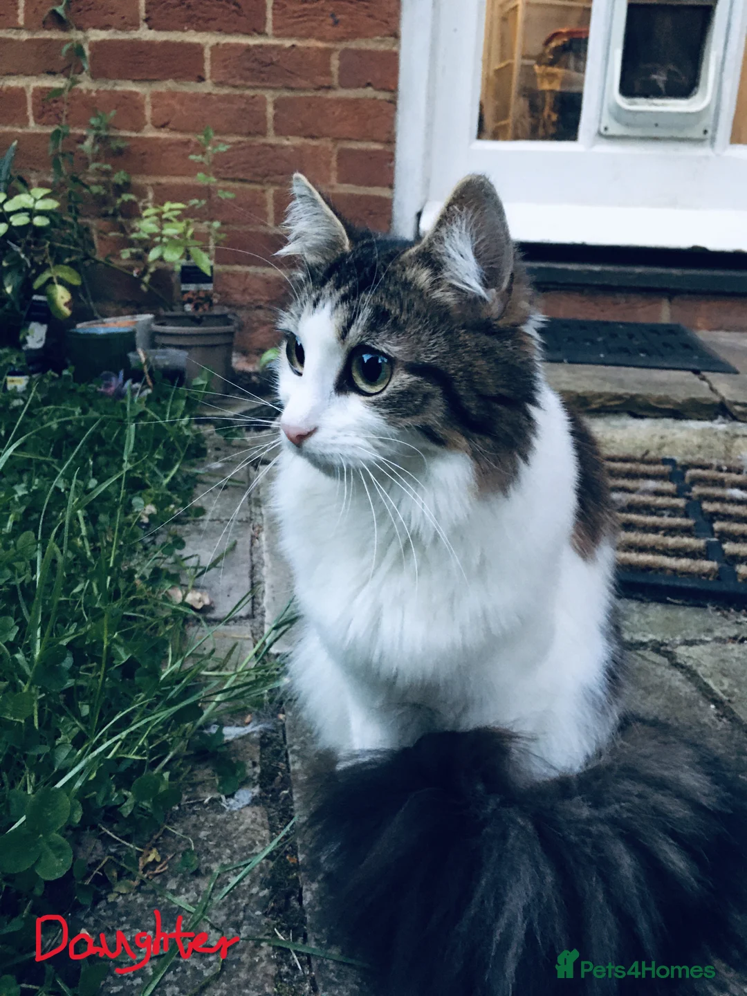 Mixed Breed cats for sale: Mother & Daughter Duo Seeking a New Forever Home - Advert 2